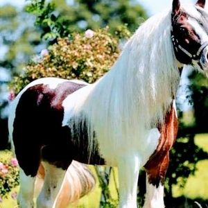 Meet your Posher, Sabino